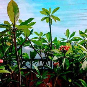 プルメリア,フランジパニ,pua melia,挿し木,花のある暮らしの画像