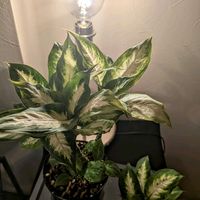 ディフェンバキア,ディフェンバキア・カミーラ,観葉植物,熱帯植物,植物のある暮らしの画像