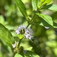 ニホンハッカ,山野草,シソ科,筑波実験植物園の画像