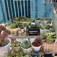 多肉植物色々,癒される,多肉寄せ植え♡,繋がりに感謝✨,45さんありがとう♡の画像