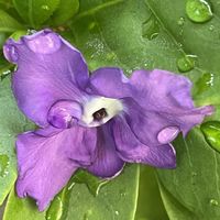 ドラセナ,ニオイバンマツリ,においすみれ,紫の花が好きの画像