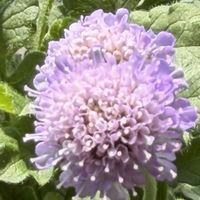スカビオサ,キュンキュン乙女倶楽部No.243,挿し芽から育てる,のんびり日曜,しあわせ運べるようにの画像