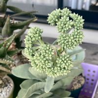 神刀,神刀,多肉植物,クラッスラ属,つぼみの画像