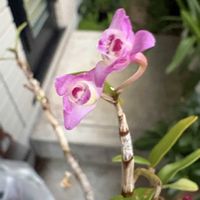 イチゴ,ハイビスカス,ハイビスカス レッドフラミンゴ,ハイビスカス レッドフラミンゴ,ハイビスカス 風鈴仏桑華の画像