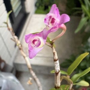 イチゴ,ハイビスカス,ハイビスカス レッドフラミンゴ,ハイビスカス レッドフラミンゴ,ハイビスカス 風鈴仏桑華の画像