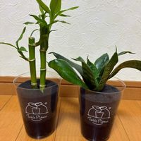 ミリオンバンブー,サンスべリア,キッチン,リビング・ダイニング,玄関内側の画像