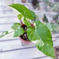 クワズイモ,クワズイモ斑入り,観葉植物,ガーデニング,サトイモ 科の画像