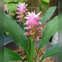クルクマ,八重咲きジャスミン,アラビアジャスミン 茉莉花,ジャスミン（茉莉花）,さび猫の画像