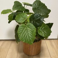 ウンベラータ,フィカス　ウンベラータ,観葉植物,鉢植え,鉢カバーの画像