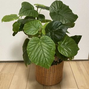 ウンベラータ,フィカス　ウンベラータ,観葉植物,鉢植え,鉢カバーの画像