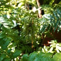 シダ,リュウビンタイ,オシダ,観葉植物,シダ植物の画像