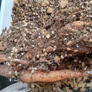 サボテン,金鯱,オペルクリカリア・パキプス,植え替え,塊根植物の画像