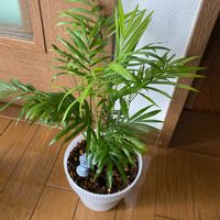 テーブルヤシの画像