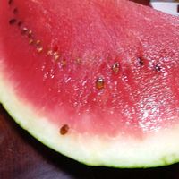 スイカ,果物,収穫,スイカ傷んでる,キッチンの画像
