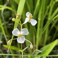 オモダカ,ハナアオイ,ハナアオイ,山野草の画像