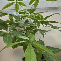 パキラ,実生 パキラ,観葉植物,わさわさ〜,窓辺の画像