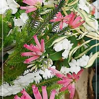 インパチェンス,エリカ アフリカンファンファーレ,アルストロメリア ロックンロール,挿し芽ポーチュラカ,挿し芽ポーチュラカの画像