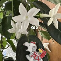 マダガスカルジャスミン,今年の多年草,毎月2日はスヌーピーの日,我が家のSNOOPY,ほったらかし仲間の画像