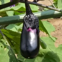 ナスの画像