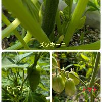 トマト,ピーマン,ズッキーニの画像