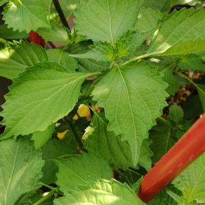 オクラ,ナス,青紫蘇,植物のある暮らし,家庭菜園の画像