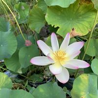 シソ,ハス,ローズマリー,ウバユリ,茶碗蓮・小舞妃の画像