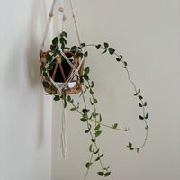 わんこ,観葉植物,植え替え,ホヤ,植物の画像