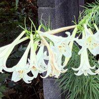 テッポウユリ,お出かけ先の画像