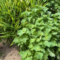 大葉,ミョウガ,野菜と果物の話,家庭菜園,畑の画像