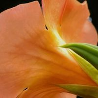 ノウゼンカズラ,オレンジ色,大好きな花,シルエット❤︎,風の中の画像