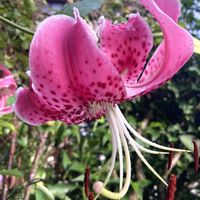 クレマチス,ムクゲ,ユリ,枝豆,ヒルガオの画像