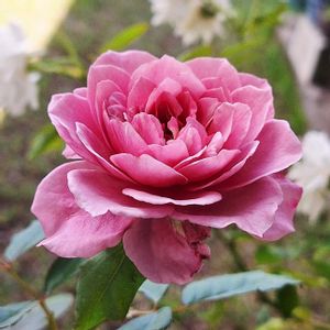 バラ・ミニバラ,バラを楽しむ,咲いてくれてありがとう❤,おうち園芸,薔薇プラムグレイの画像