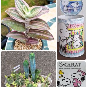 サボテン,サボテン,トラディスカンティア,般若,白檀 紐サボテンの画像