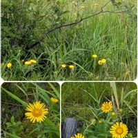 サワギキョウ,コオニユリ,コバギボウシ,ミズギク,山野草の画像