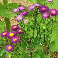 アスター,アスター,アスター,ヒマワリ,花のある暮らしの画像
