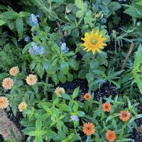ブルーサルビア,花のある暮らし,緑のある暮らし,思い出の花,GSに感謝。の画像