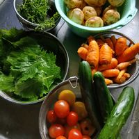 キュウリ,トマト,大葉,新じゃが,キッチンの画像