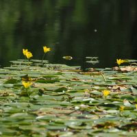アサザ,花散歩,OLYMPUS,ミラーレス一眼,日曜ビタミンカラー♪の画像