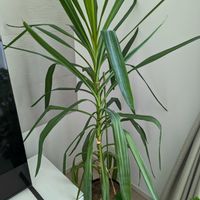 ユッカ,今日の一枚,おうち園芸の画像