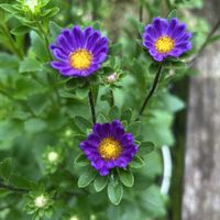 アスター,花壇,種から,種まきの画像