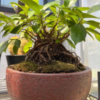 苔(コケ),ガジュマル,観葉植物,ガジュマル盆栽の画像