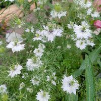 ニゲラ,花のある暮らし,宿根草の庭,旭川,小さな庭の画像