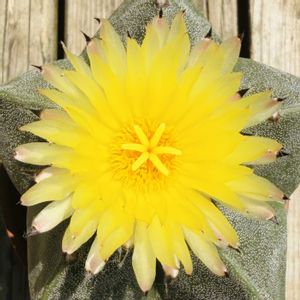 サボテン,鸞鳳玉,鉢植え,ダイソー,開花の画像