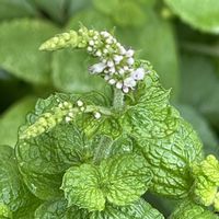 アップルミント,#最前線のあなたへ,明日はきっと良い日になる,今日を良い日に,復興を祈るの画像