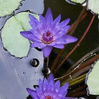 スイレン,ハス,ホテイアオイ,夏の花,花のある暮らしの画像