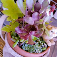 多肉植物,多肉寄せ植え,お庭の植物の画像