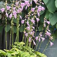 ギボウシ,フジ,アナベル,ギボウシ（ホスタ）,ふじの画像