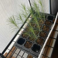 マツ,盆栽,初心者,種から,超初心者の画像