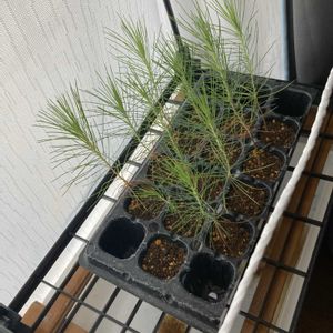 マツ,盆栽,初心者,種から,超初心者の画像
