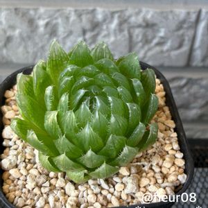 多肉,ハオルチア,多肉植物,ダイソー,ベランダガーデニングの画像